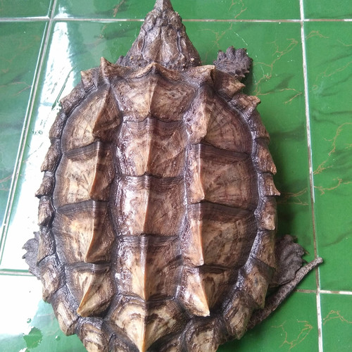 Detail Kura Kura Alligator Snapping Turtle Nomer 2