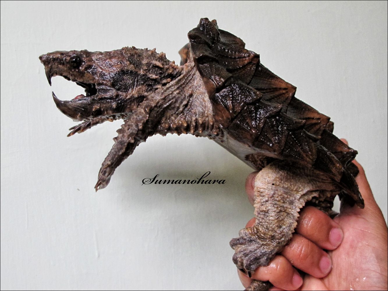 Detail Kura Kura Alligator Snapping Turtle Nomer 13