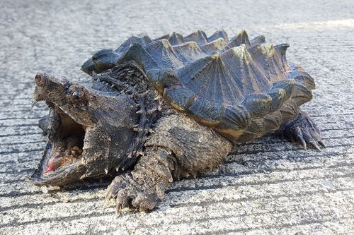 Detail Kura Kura Alligator Snapping Turtle Nomer 17