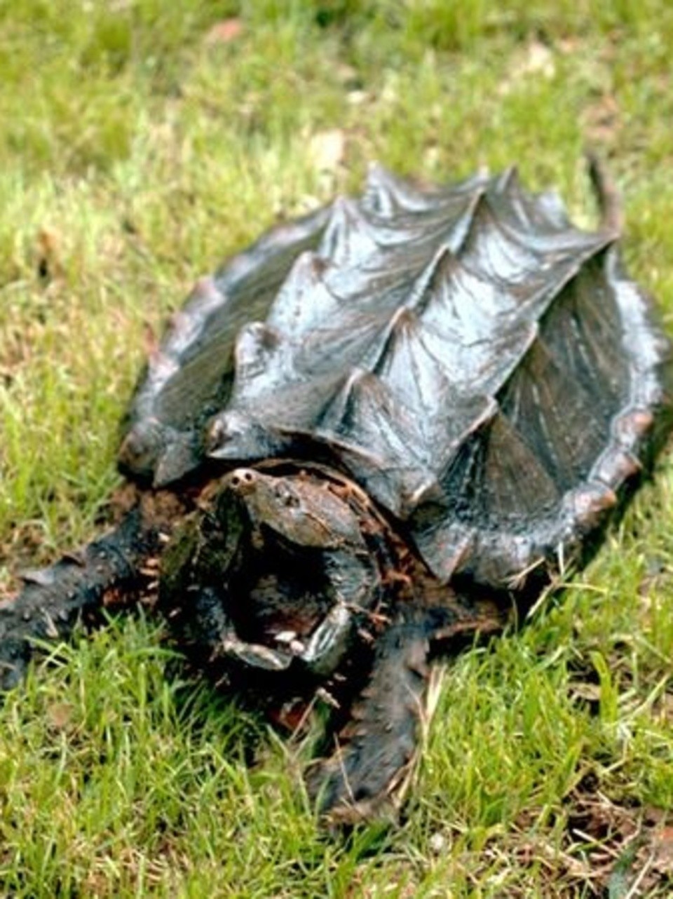 Detail Kura Kura Alligator Snapping Turtle Nomer 26