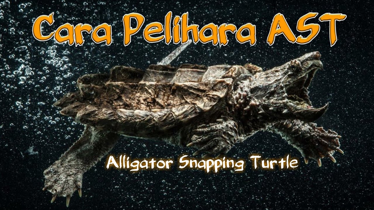 Detail Kura Kura Alligator Snapping Turtle Nomer 43