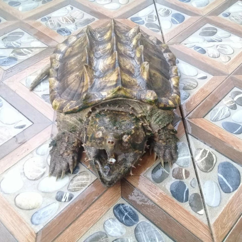 Detail Kura Kura Alligator Snapping Turtle Nomer 6