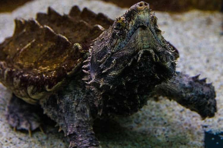 Detail Kura Kura Alligator Snapping Turtle Nomer 53