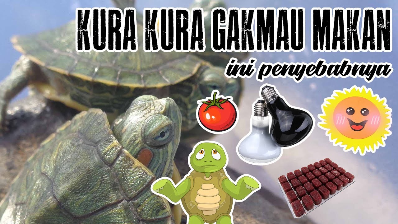 Detail Kura Kura Brazil Kecil Nomer 42