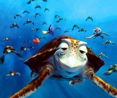 Detail Kura Kura Finding Nemo Nomer 4