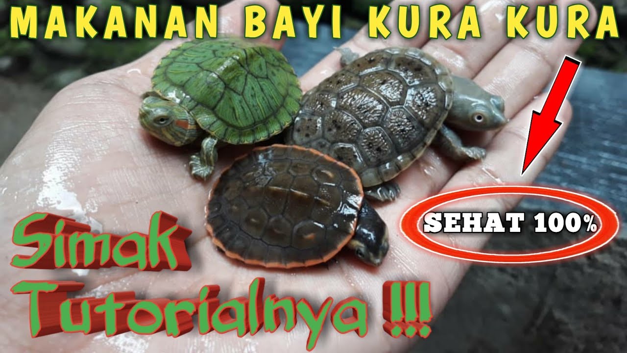 Detail Kura Kura Kecil Hijau Nomer 42