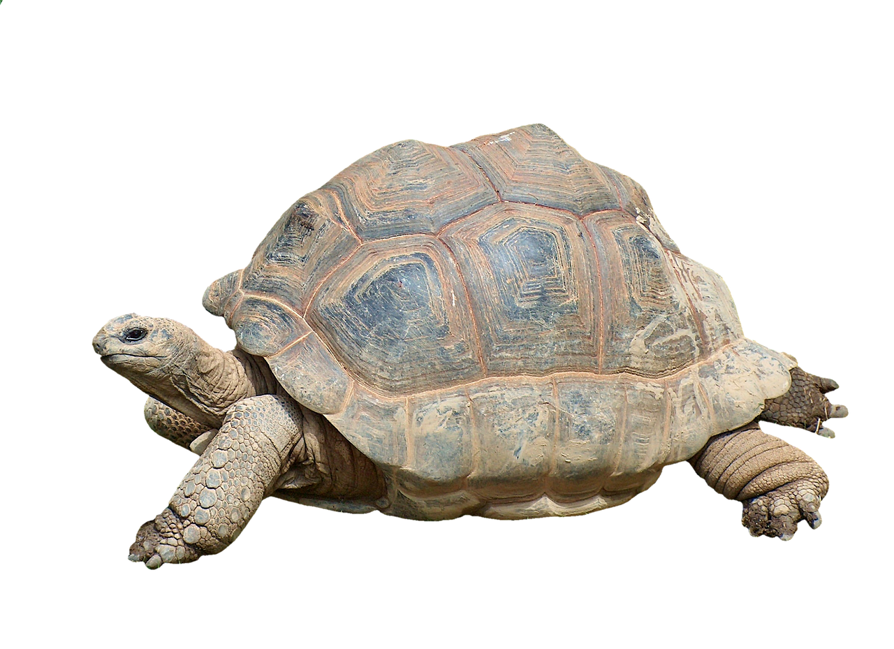 Kura Kura Png - 57+ Koleksi Gambar