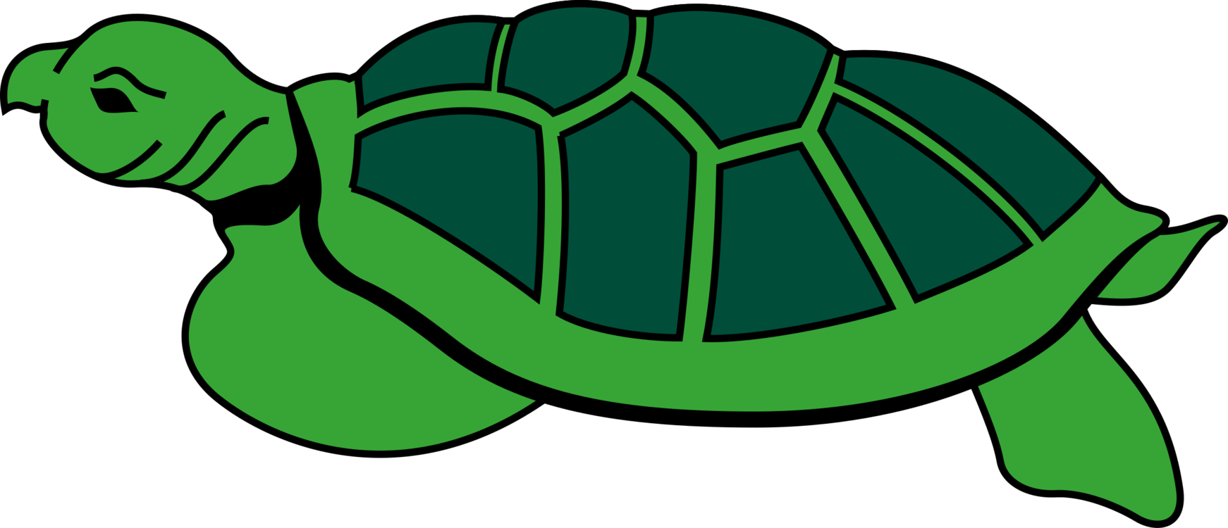 Kura Kura Png - 57+ Koleksi Gambar