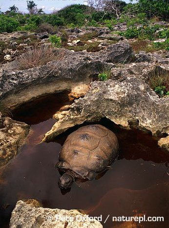 Detail Kura Kura Raksasa Aldabra Nomer 9