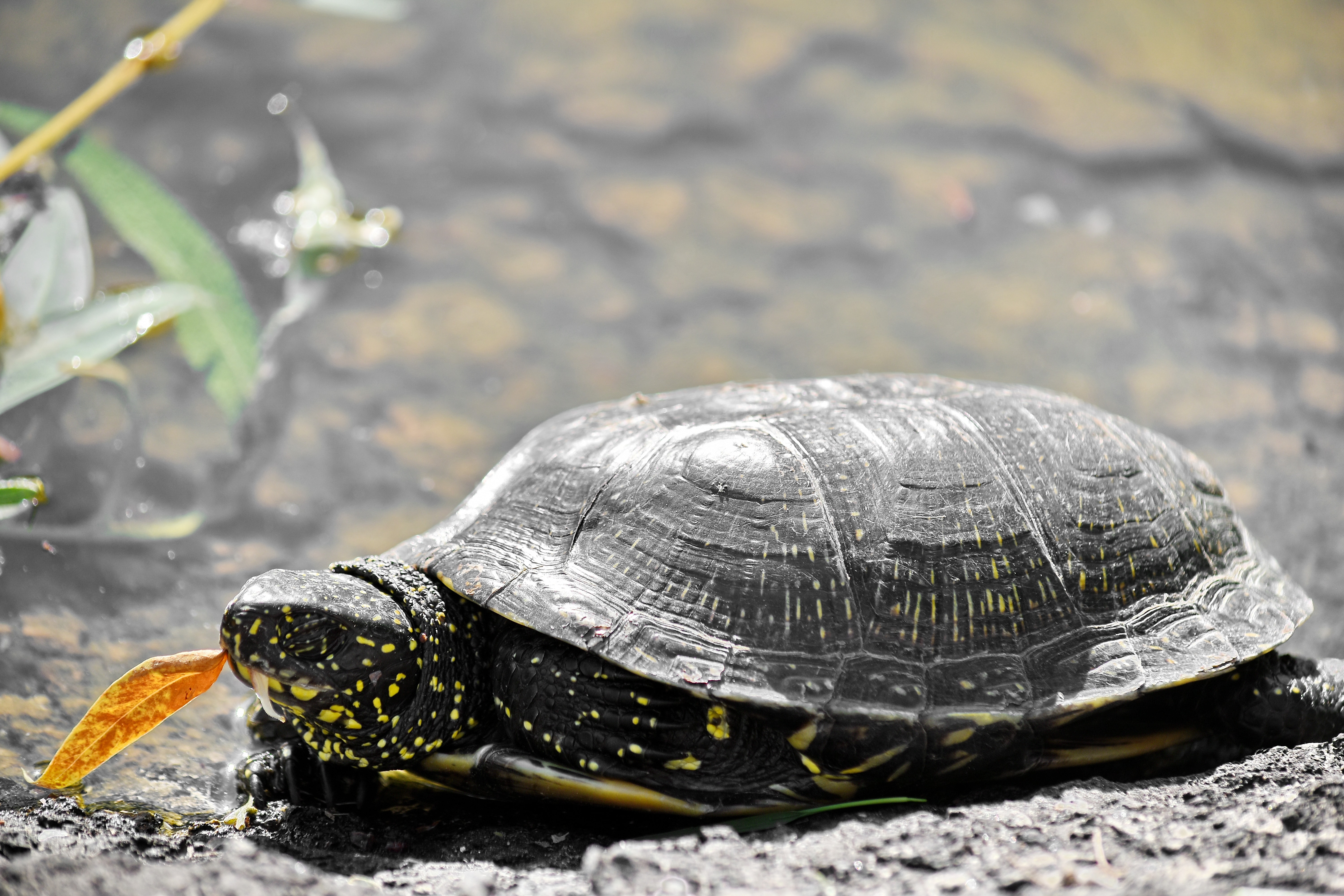 Detail Kura Kura Reptil Atau Amfibi Nomer 22