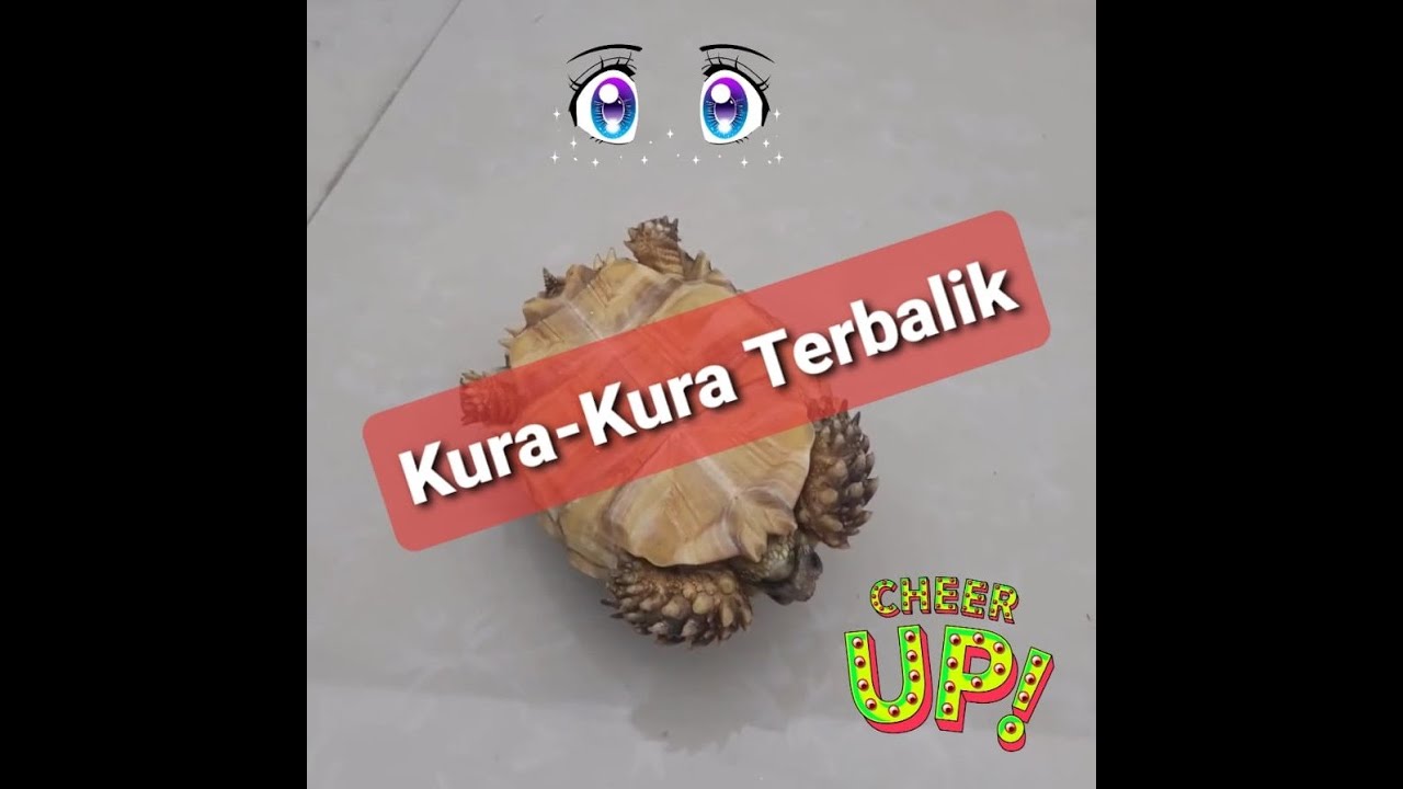 Detail Kura Kura Terbalik Nomer 5