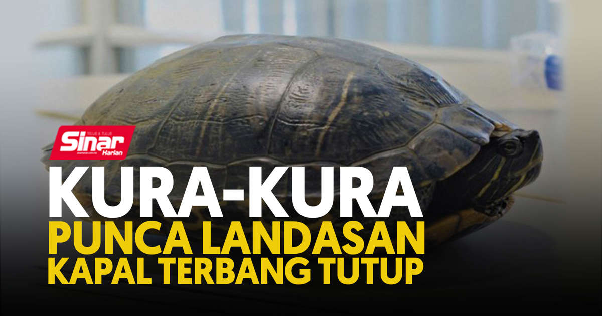 Detail Kura Kura Terbang Nomer 21