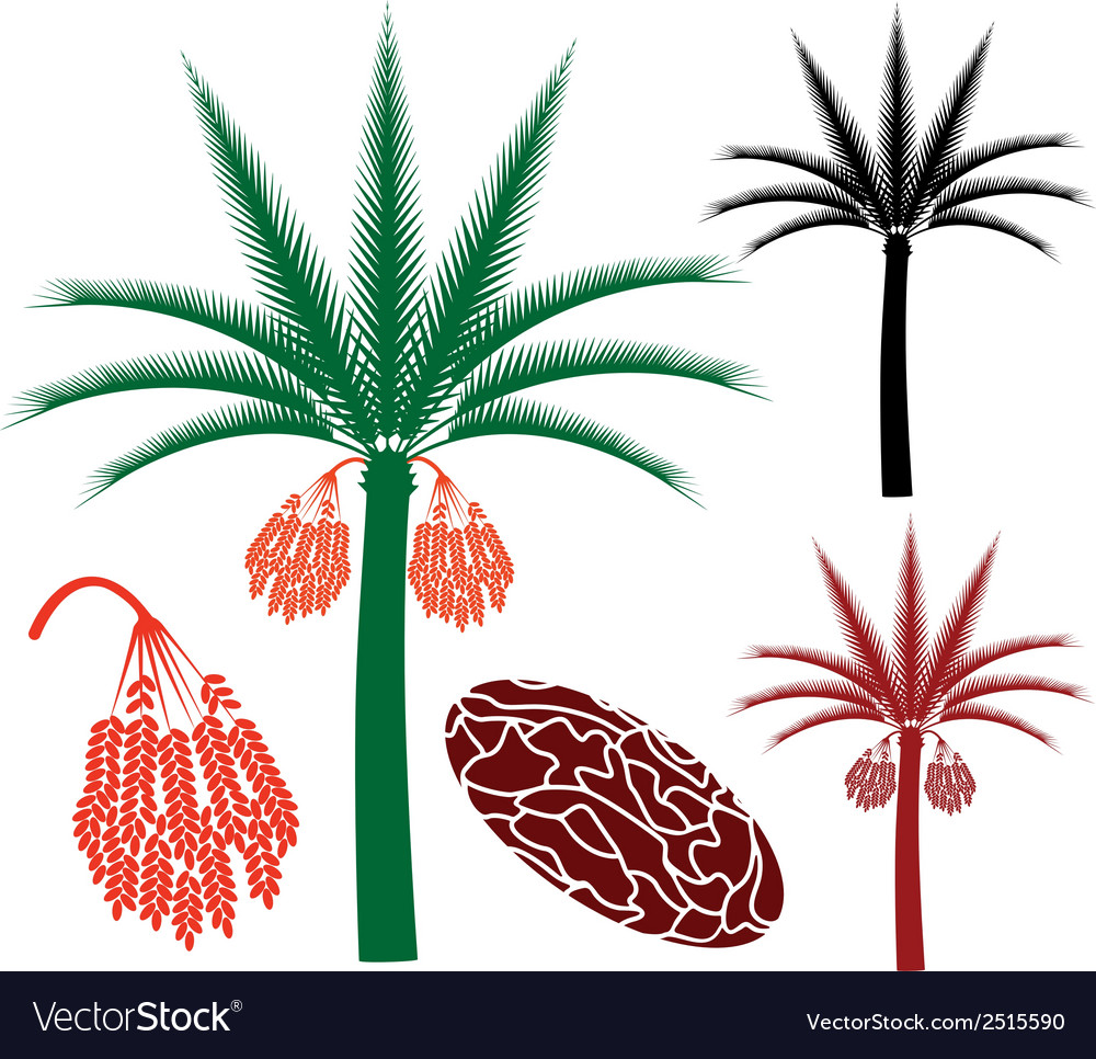 Detail Kurma Tree Vector Nomer 43