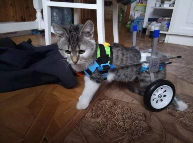 Kursi Roda Kucing - KibrisPDR