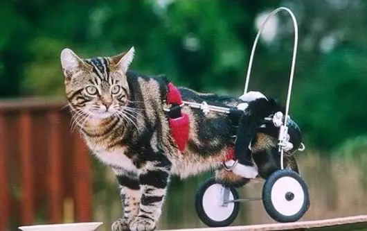 Detail Kursi Roda Kucing Nomer 14