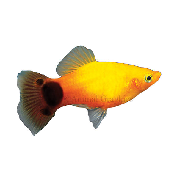 Detail Mickey Mouse Goldfish 24 Pack Nomer 53