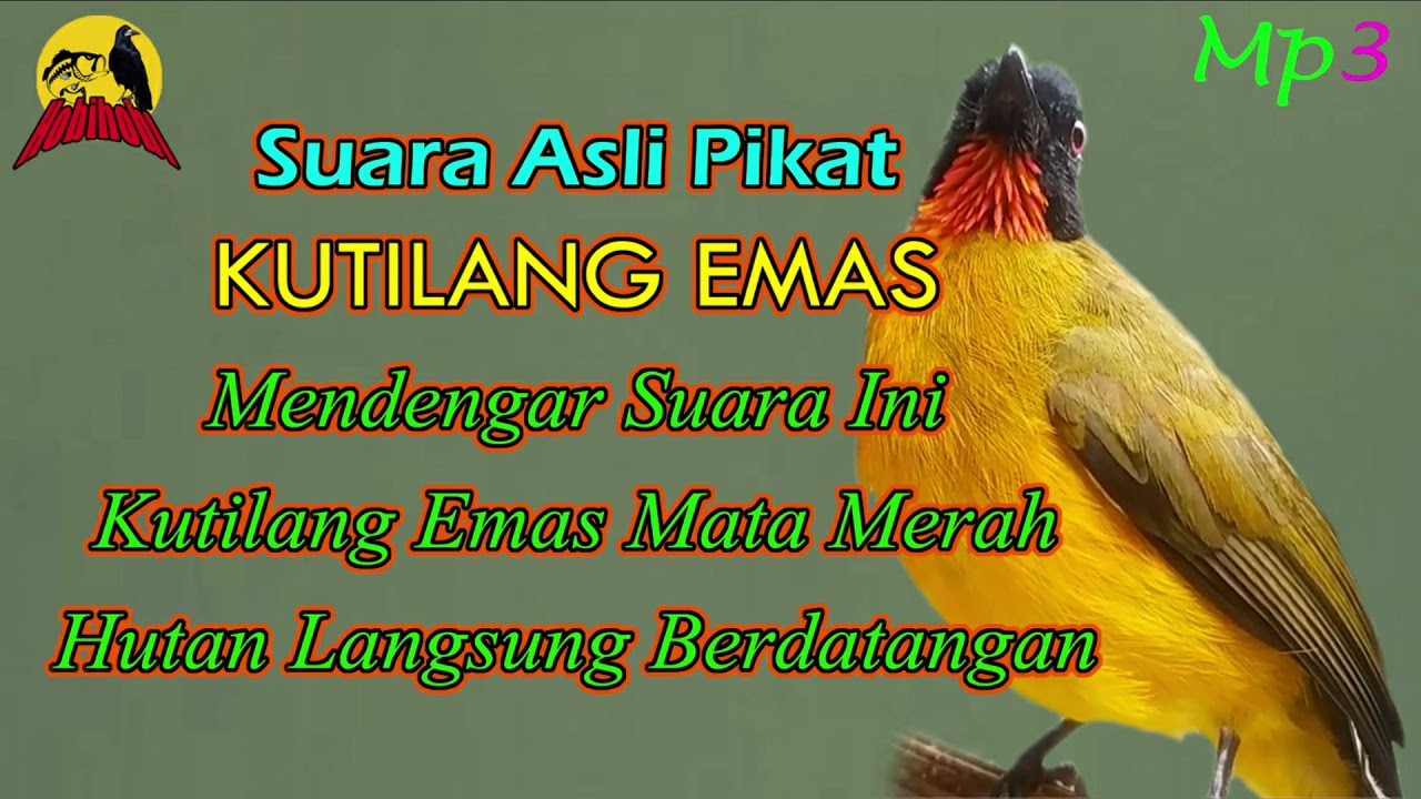 Detail Kutilang Emas Mata Merah Nomer 14