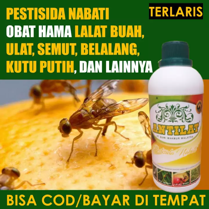 Detail Kutu Buah Dengan Semut Nomer 17