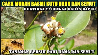 Detail Kutu Buah Dengan Semut Nomer 18