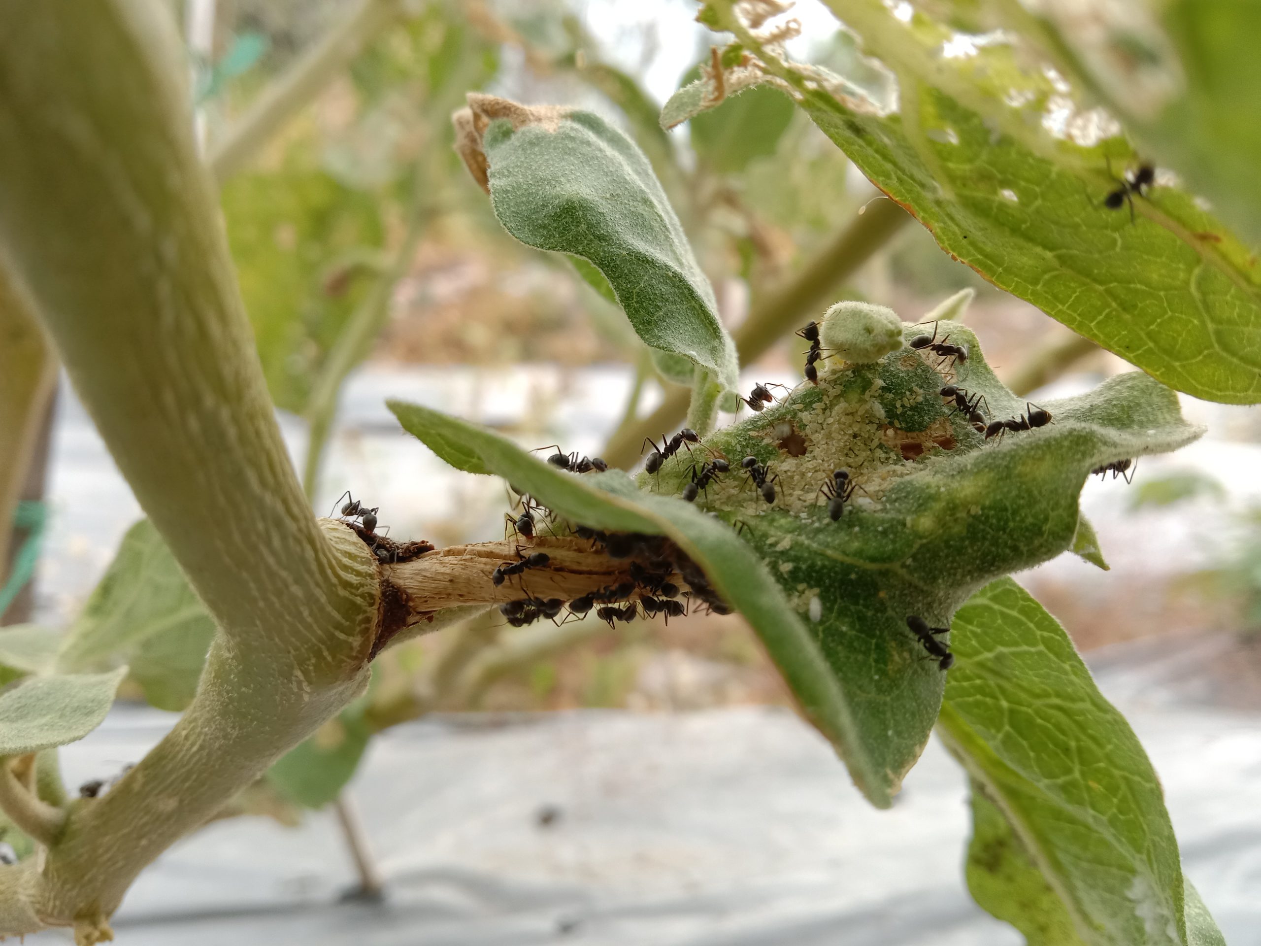 Detail Kutu Buah Dengan Semut Nomer 3