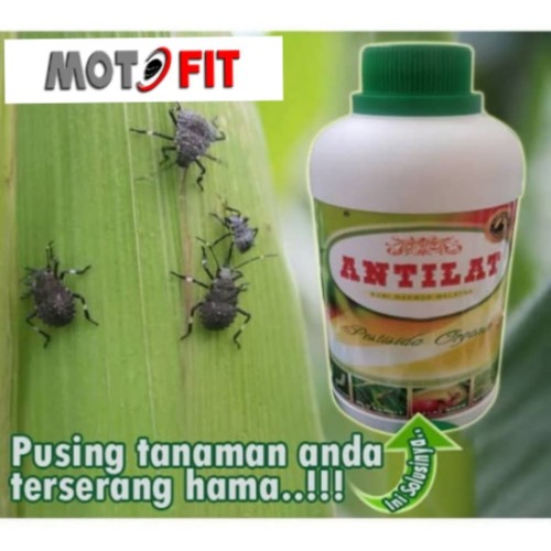 Detail Kutu Buah Dengan Semut Nomer 29