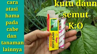 Detail Kutu Buah Dengan Semut Nomer 37