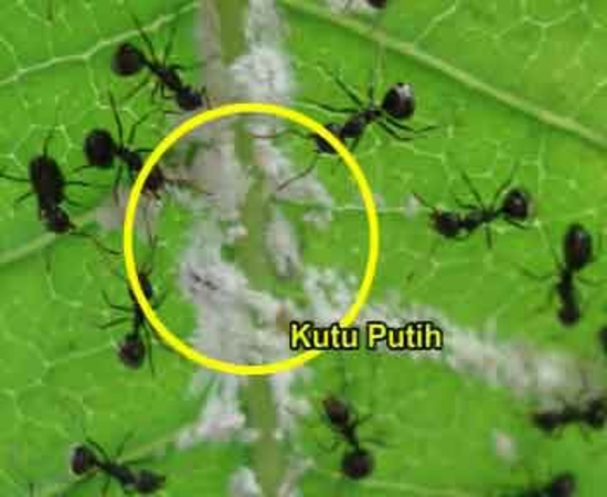 Detail Kutu Buah Dengan Semut Nomer 45