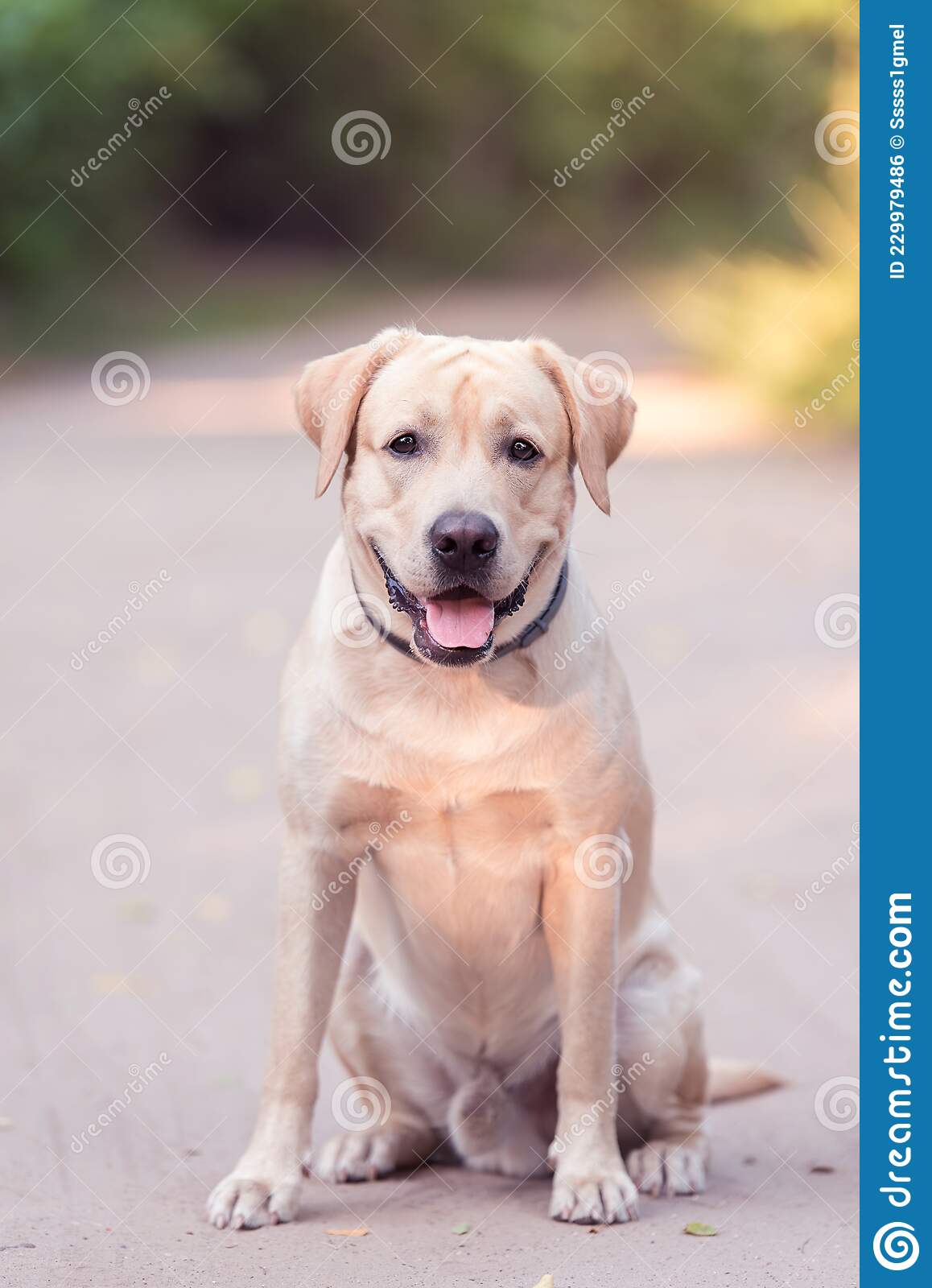 Detail Lab Dog Images Free Download Nomer 38