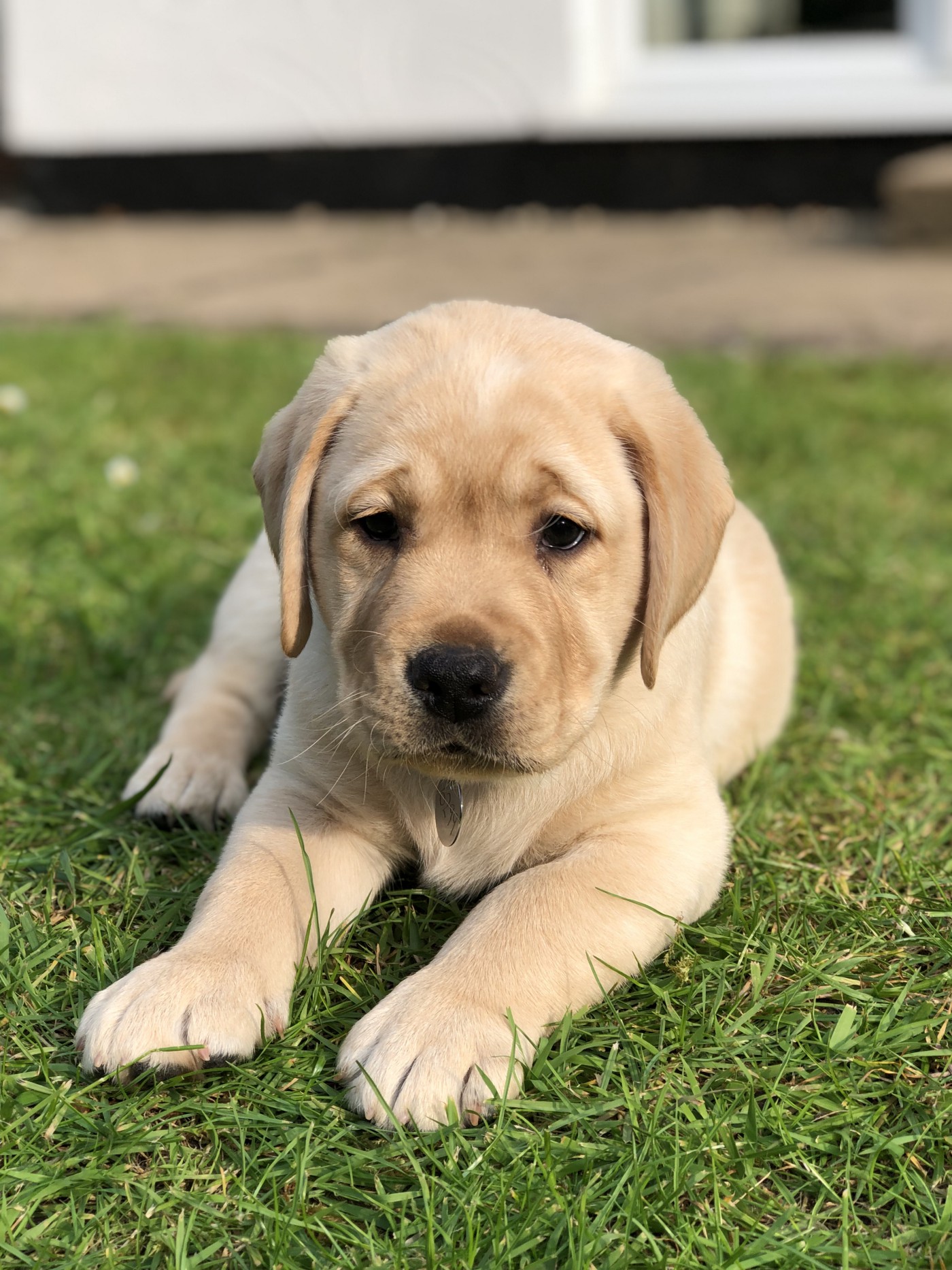 Lab Puppy Images - KibrisPDR