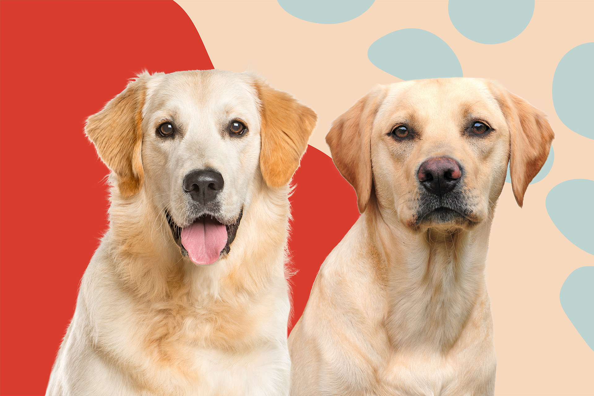 Detail Lab Retriever Images Nomer 18