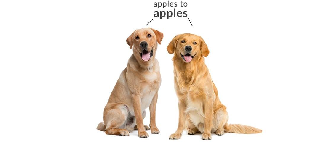 Detail Lab Retriever Images Nomer 20
