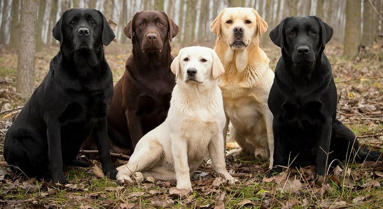 Detail Lab Retriever Images Nomer 29