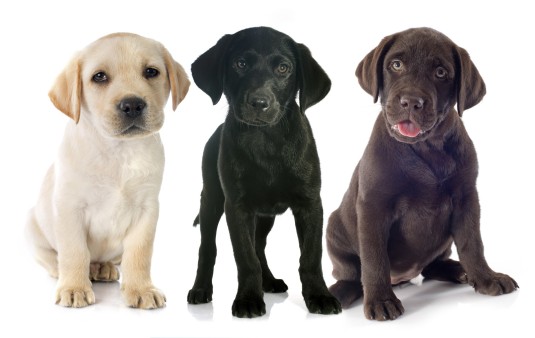 Detail Lab Retriever Images Nomer 30