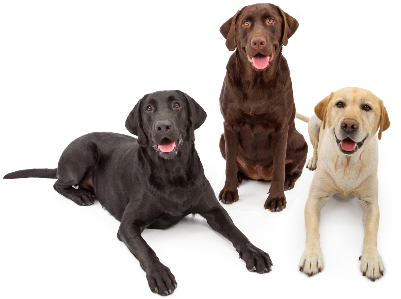 Detail Lab Retriever Images Nomer 32