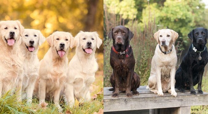 Detail Lab Retriever Images Nomer 34