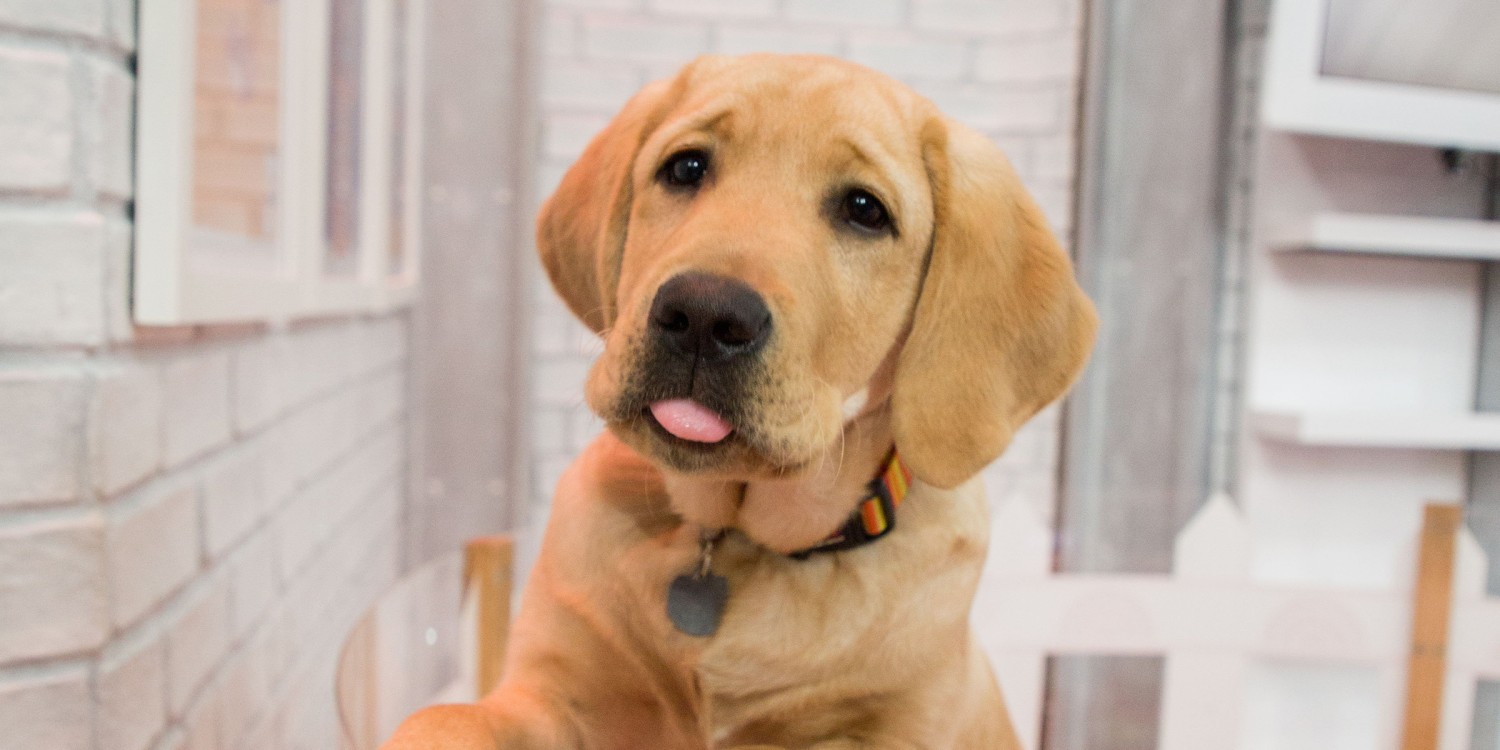 Detail Lab Retriever Images Nomer 36