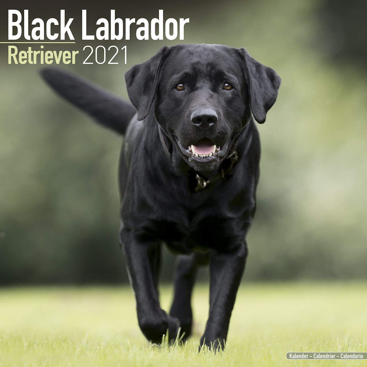 Detail Lab Retriever Images Nomer 42