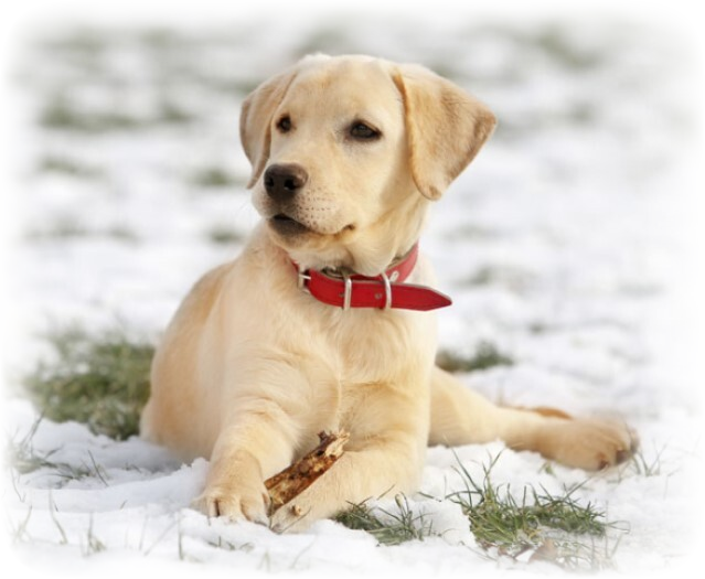 Detail Lab Retriever Images Nomer 48