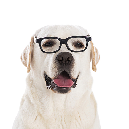 Detail Lab Retriever Images Nomer 49
