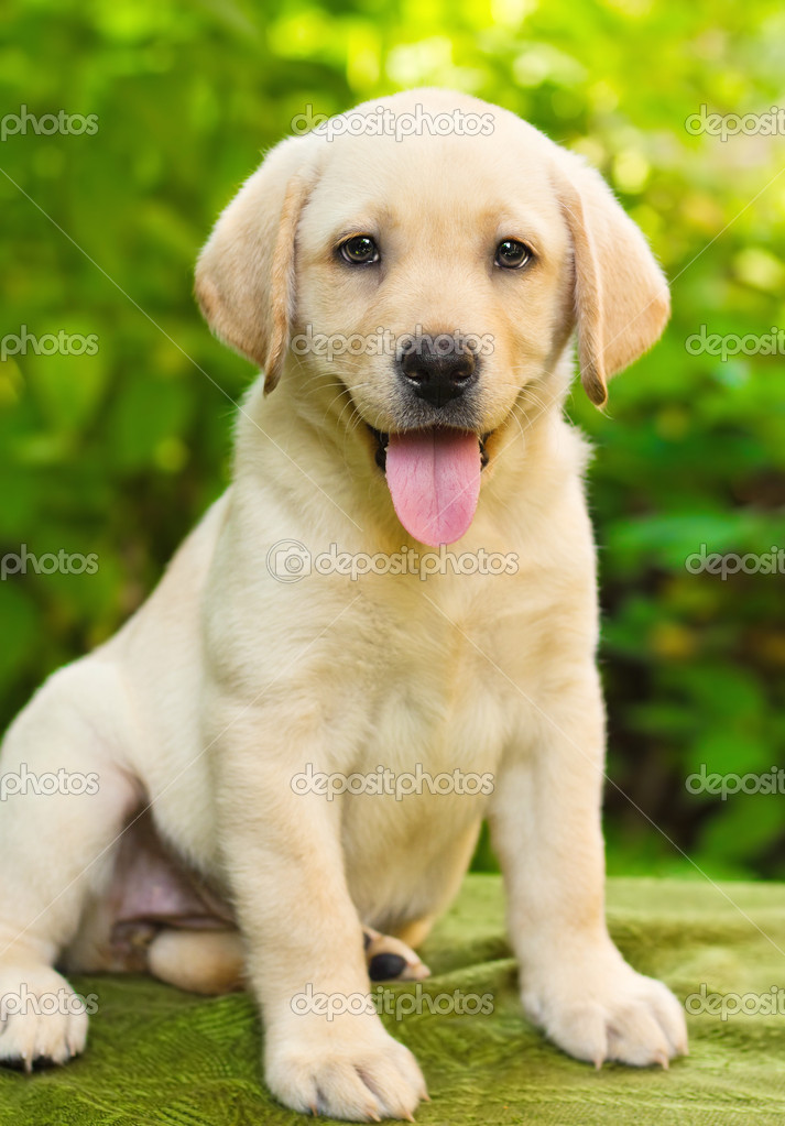 Detail Lab Retriever Images Nomer 58