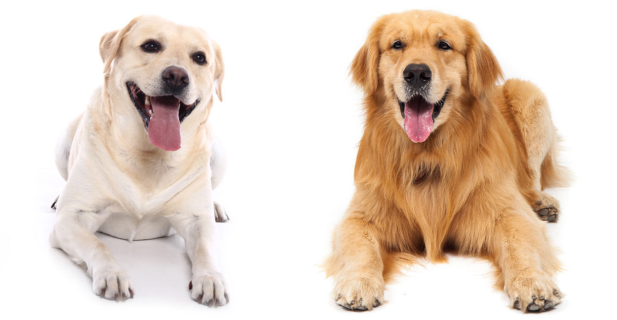Detail Lab Retriever Images Nomer 8