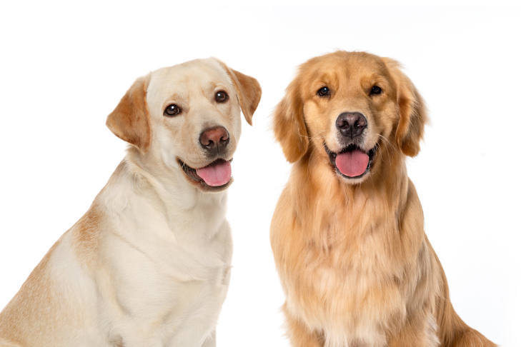 Detail Lab Retriever Images Nomer 10
