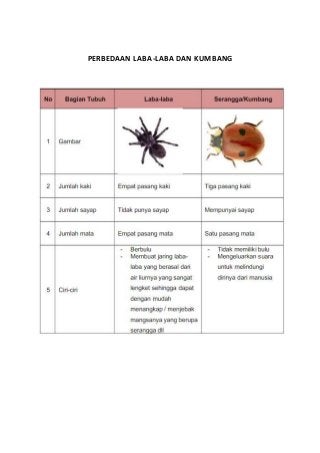 Detail Laba Laba Dan Kumbang Nomer 16
