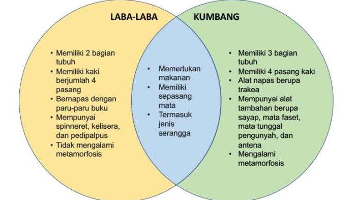 Detail Laba Laba Dan Kumbang Nomer 4