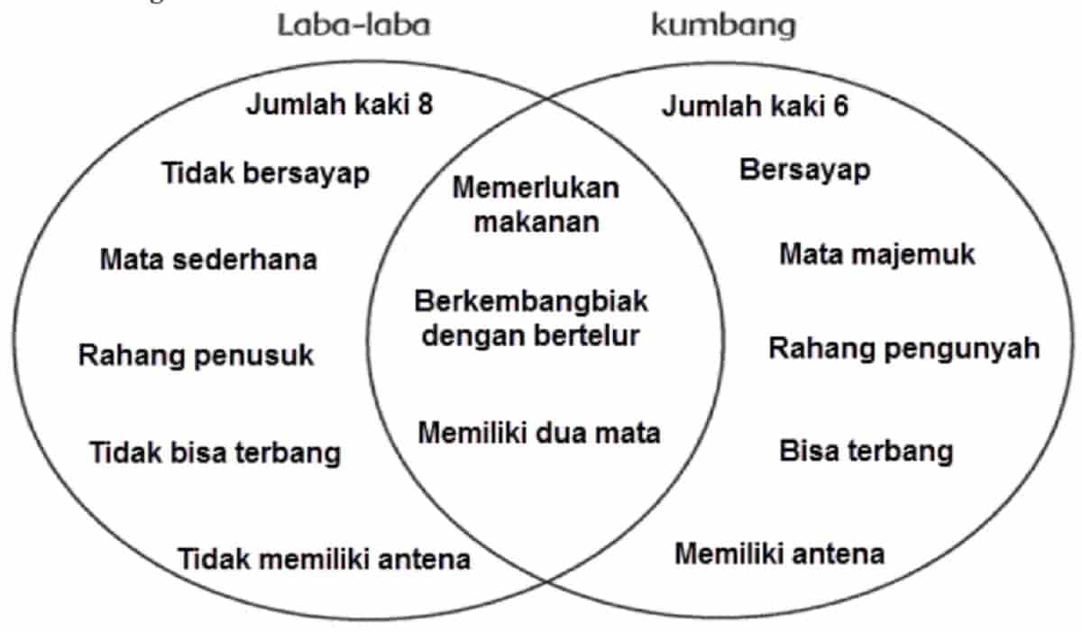 Detail Laba Laba Dan Kumbang Nomer 6