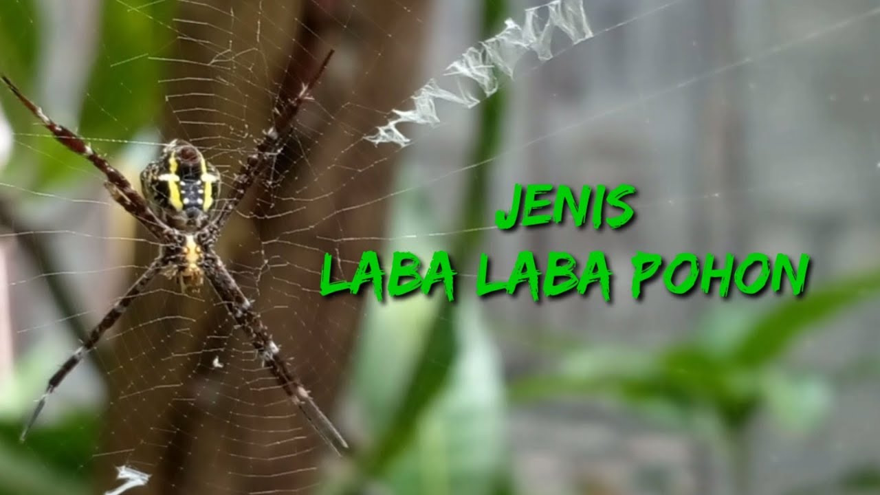 Detail Laba Laba Pohon Nomer 23