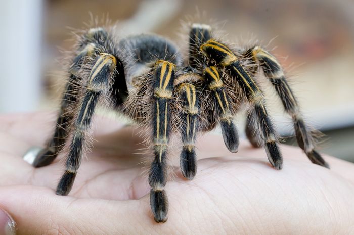Laba Laba Tarantula - KibrisPDR