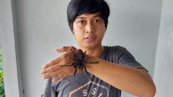 Detail Laba Laba Tarantula Nomer 2