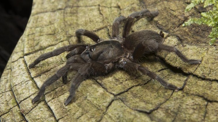Detail Laba Laba Tarantula Nomer 10