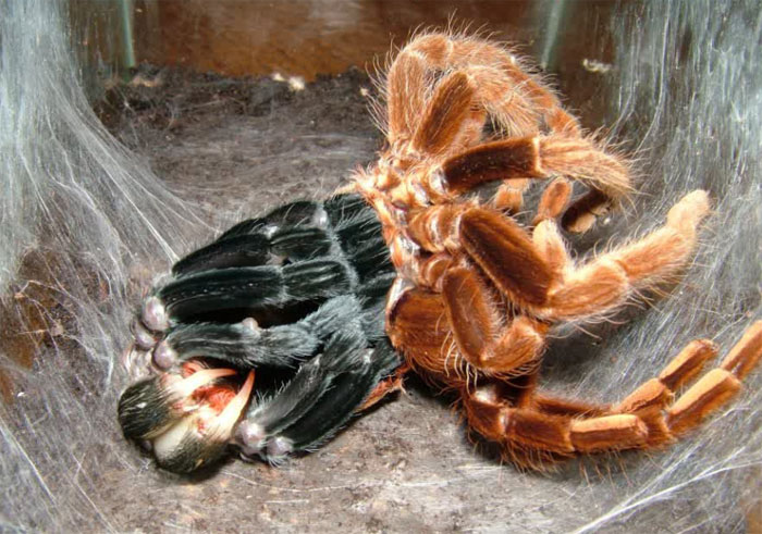 Detail Laba Laba Tarantula Nomer 11